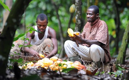COCOBOD Begins Payments to LBCs to Clear Cocoa Farmers’ Arrears