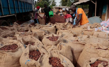 Falling global cocoa prices leave Ivorian stocks unsold, farmers unpaid