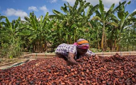 Ivory Coast faces surge in unsold cocoa stocks amid price standoff