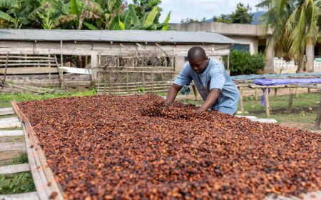 Ivory Coast to set Cocoa prices at 800–1,000 CFA – Reuters