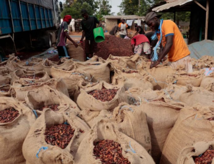 Falling global cocoa prices leave Ivorian stocks unsold, farmers unpaid