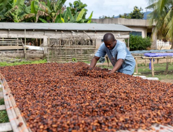 Ivory Coast to set Cocoa prices at 800–1,000 CFA – Reuters