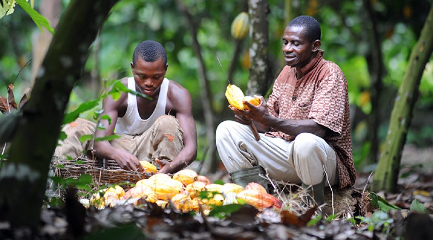 COCOBOD Begins Payments to LBCs to Clear Cocoa Farmers’ Arrears