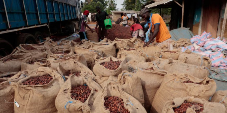 Falling global cocoa prices leave Ivorian stocks unsold, farmers unpaid