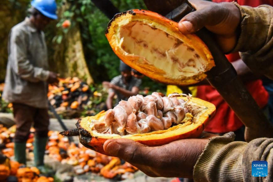 Poll shows majority of cocoa farmers back new farmgate price despite protests