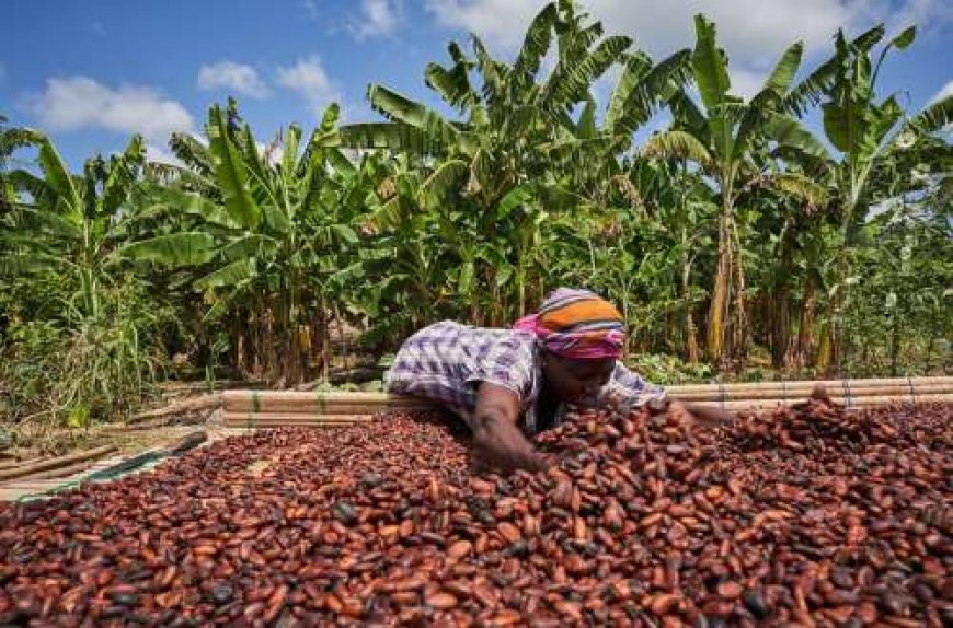 Ivory Coast faces surge in unsold cocoa stocks amid price standoff