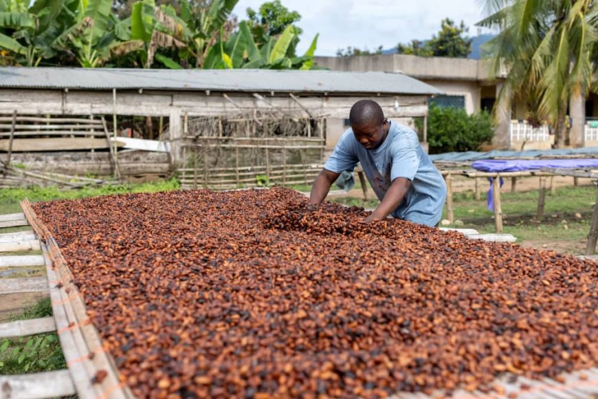 Ivory Coast to set Cocoa prices at 800–1,000 CFA – Reuters