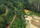 Forestry Commission Reports Nearly 9,000 Hectares of Forest Reserves Lost to Galamsey
