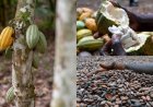 Côte d'Ivoire cuts cocoa producer price by 57%, from 2,800 FCFA per kg to 1,200 FCFA per kg