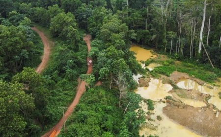 Forestry Commission Reports Nearly 9,000 Hectares of Forest Reserves Lost to Galamsey