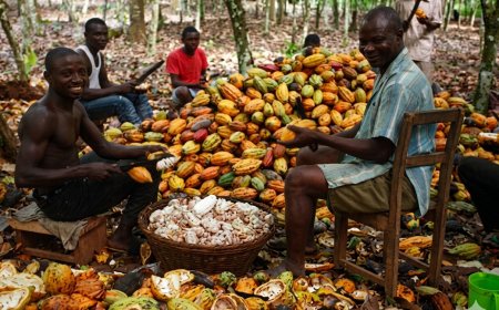 COCOBOD Releases GH¢4.2 Billion to Settle Outstanding Payments Owed to Cocoa Farmers