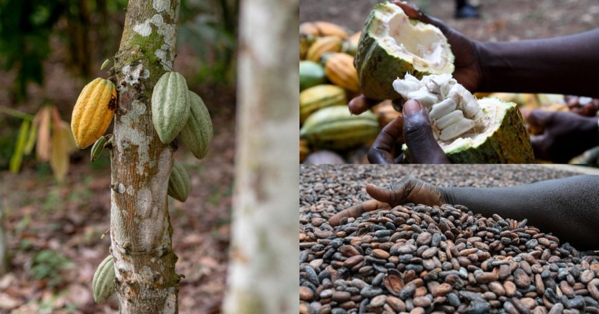 Côte d'Ivoire cuts cocoa producer price by 57%, from 2,800 FCFA per kg to 1,200 FCFA per kg