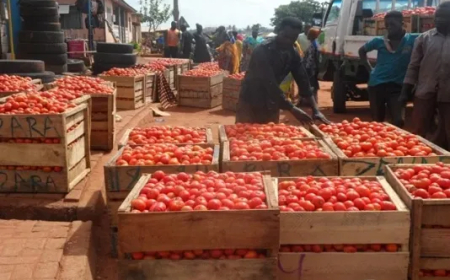 Ghana Losing Millions to Tomato Imports — Chamber of Agribusiness Warns