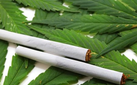 NACOC to Issue Cannabis Cultivation Licences to Qualified Applicants