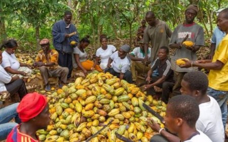 Cocoa farmers snub Minority Caucus in Jaman South