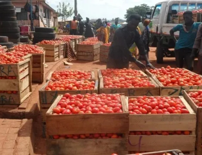 Ghana Losing Millions to Tomato Imports — Chamber of Agribusiness Warns