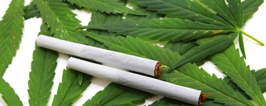 NACOC to Issue Cannabis Cultivation Licences to Qualified Applicants