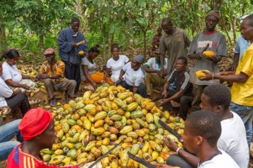 Cocoa farmers snub Minority Caucus in Jaman South